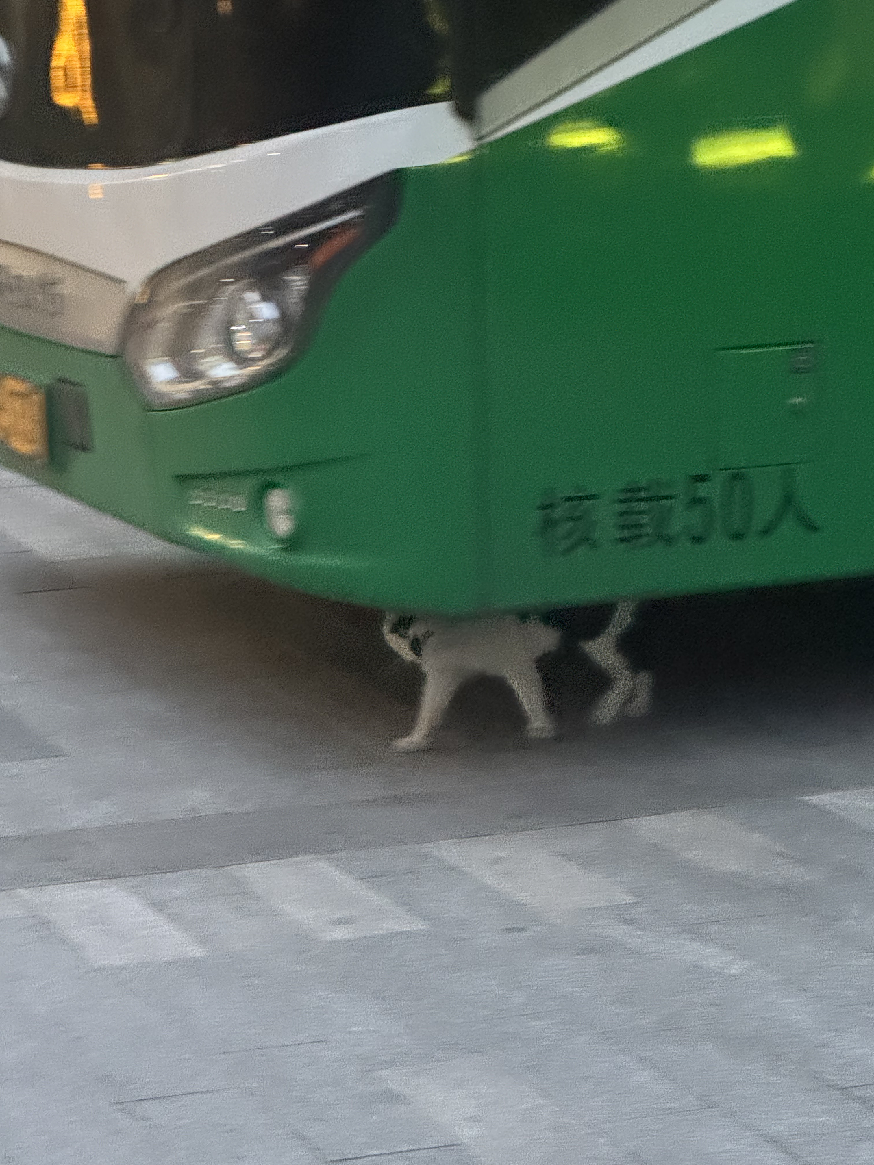 我就说世界没小猫根本转不了！