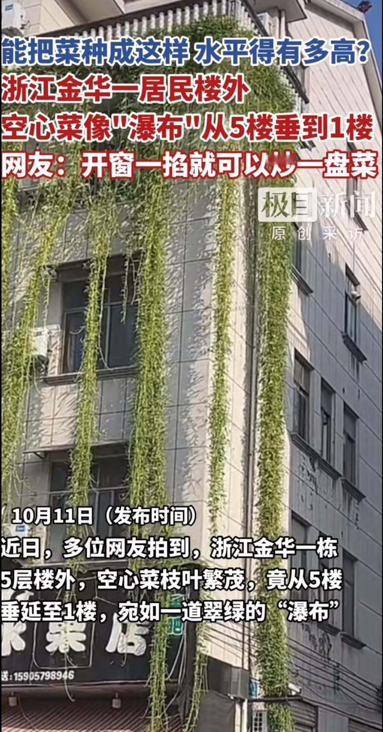 前几天刷到个视频。浙江有户人家，在5楼阳台上种了空心菜，藤蔓长得太疯，直接垂到1
