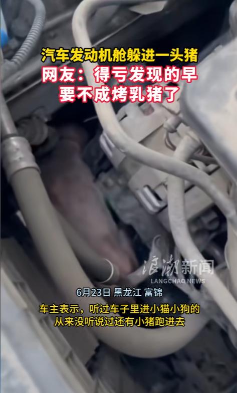 “万万没想到！”6月23日，黑龙江富锦，一车主开车出门，听见车里面传出来奇怪的声