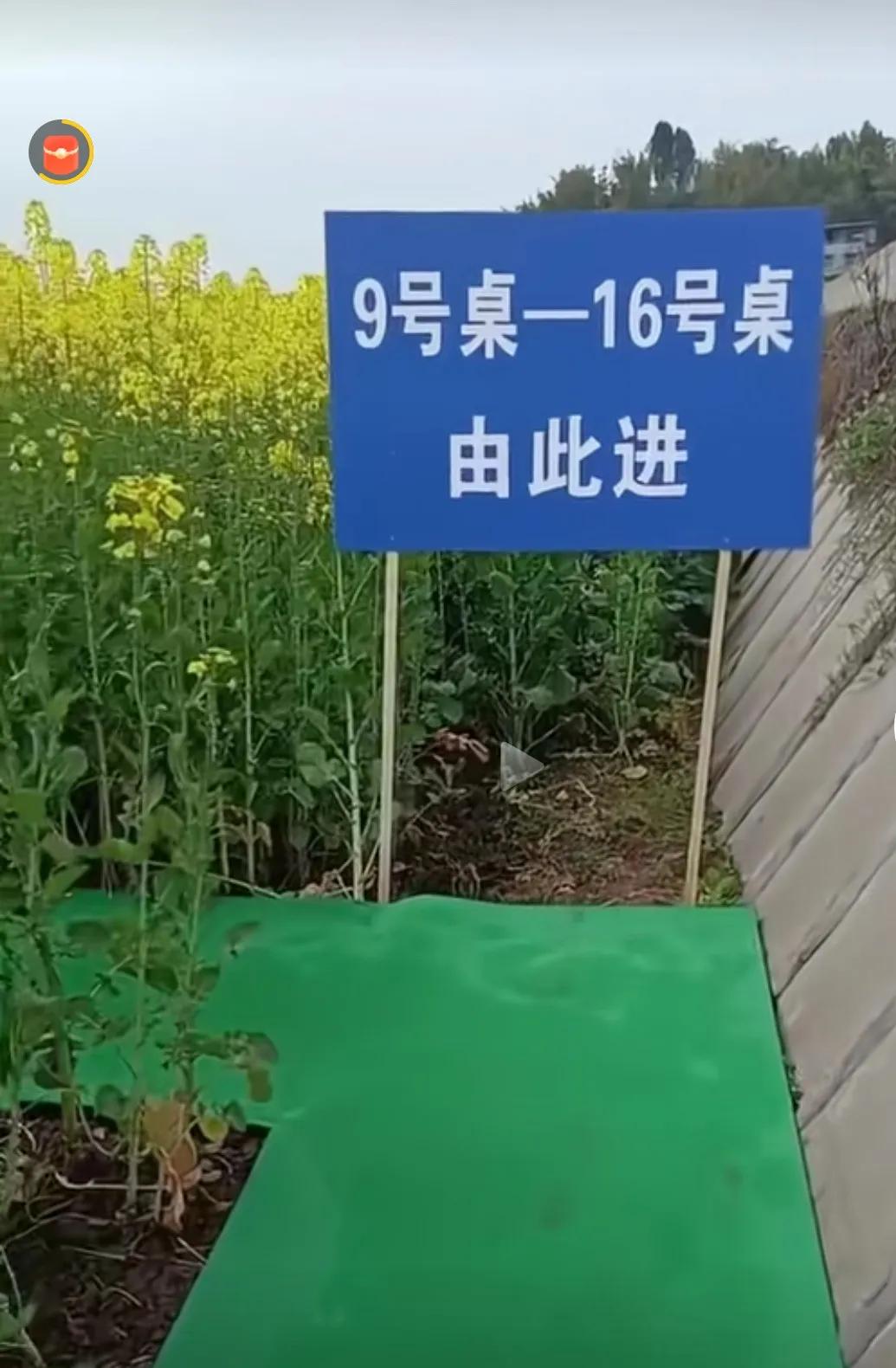 为了吸引顾客，商家也是花样百出，居然把餐桌搬到了农田中间。情调的确不错，一边吃