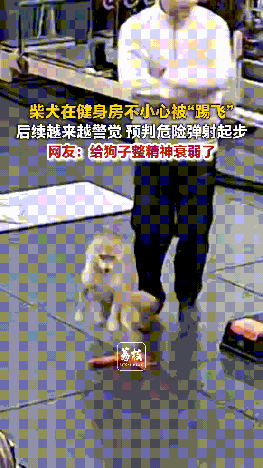 男子在健身房边走边跟别人说话，没想到一脚踢到了旁边地板上的狗狗，