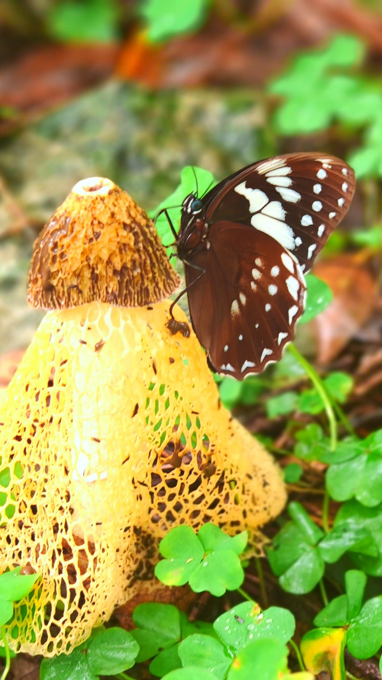“大自然的奇妙组合：蝴蝶与芦荪的亲密瞬间”
