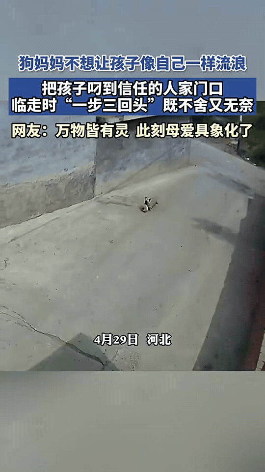 “破防了”！河北有只流浪狗妈妈，刚生下小狗没多久，就把一只只小狗挨个叼到一户人家