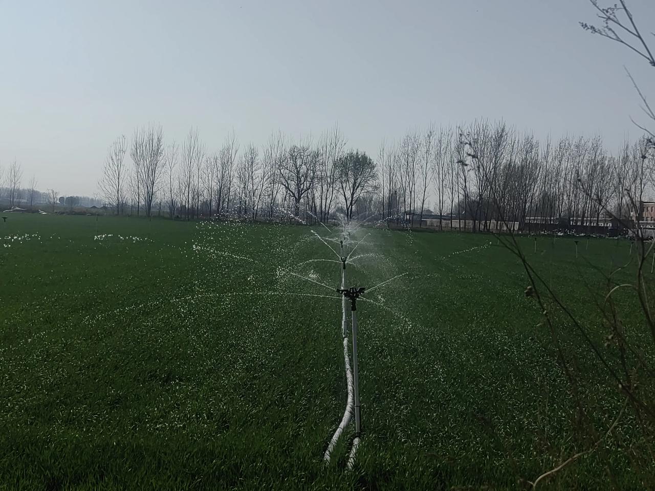 从去年开始，我们这里部分包地大户，浇麦子用上了喷灌。用喷灌浇麦子，不但节水，最