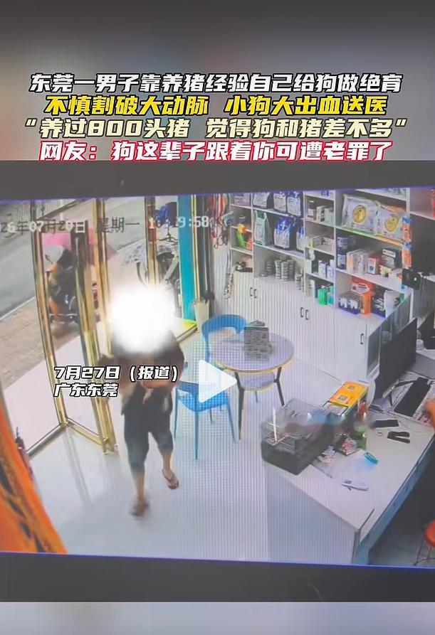 广东东莞一名男子长期从事生猪饲养工作，前后照料过八百头生猪，日常处理牲畜相关简易