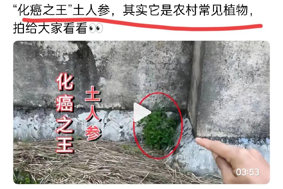 在现代人养生中，存在一些乱象，比如夸大农村野菜的功效，声称其能治大病就是其中之一