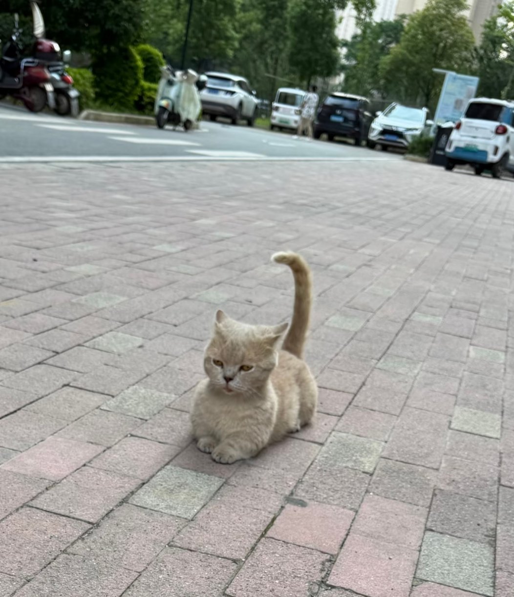 流浪矮脚猫第一次见这个样子的流浪猫，有点萌有点呆但是感觉生存能力不强好瘦好脏的小