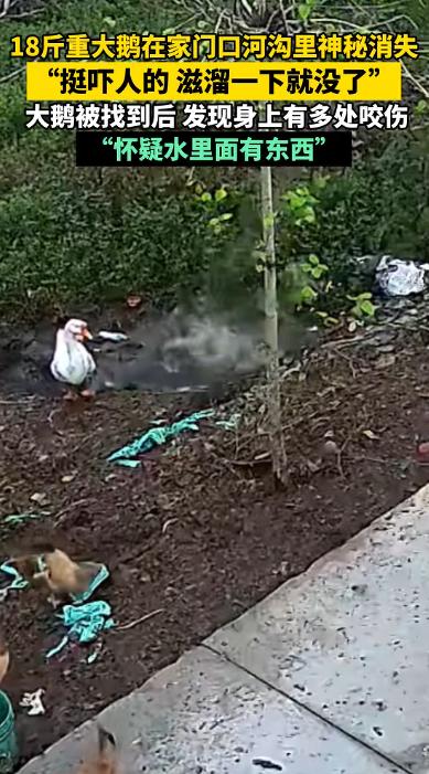 “太吓人了！”2025年11月，河南信阳，一村民去喂鹅时，发现少了一只18斤的大