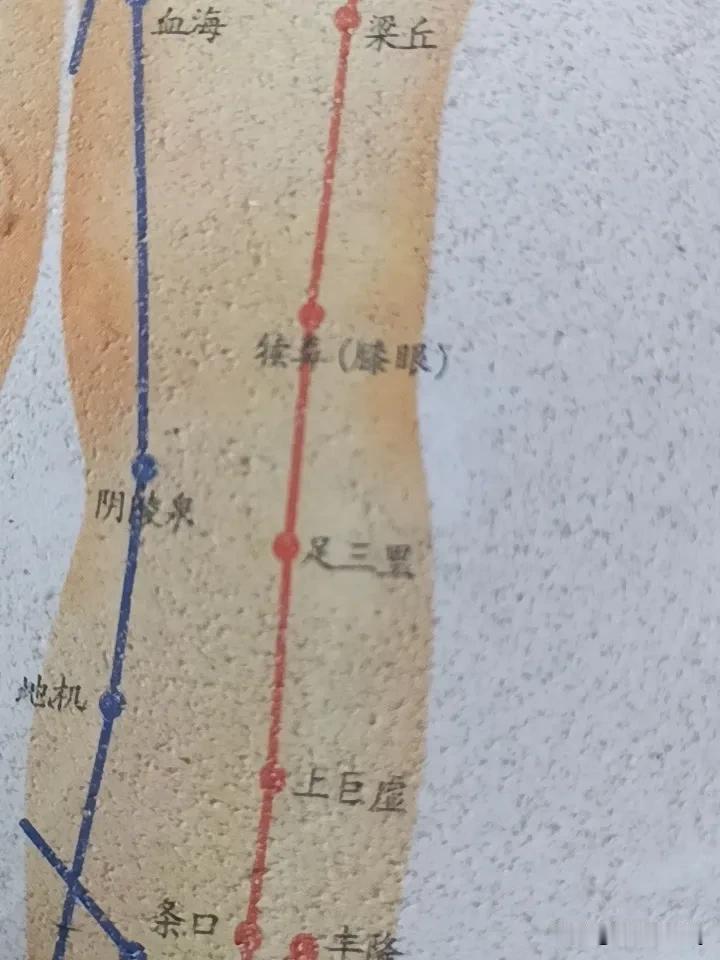 揉捏足三里穴好处可太多了！它是足阳明胃经的重要穴位，刺激它能发挥多种保健功效。