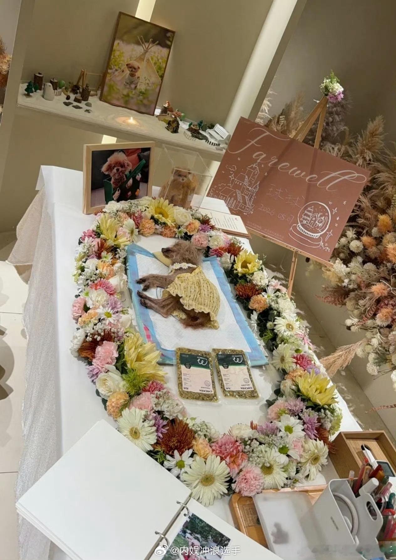 邓莎17岁的狗狗去世邓莎的狗狗去世邓莎17岁的狗狗去世