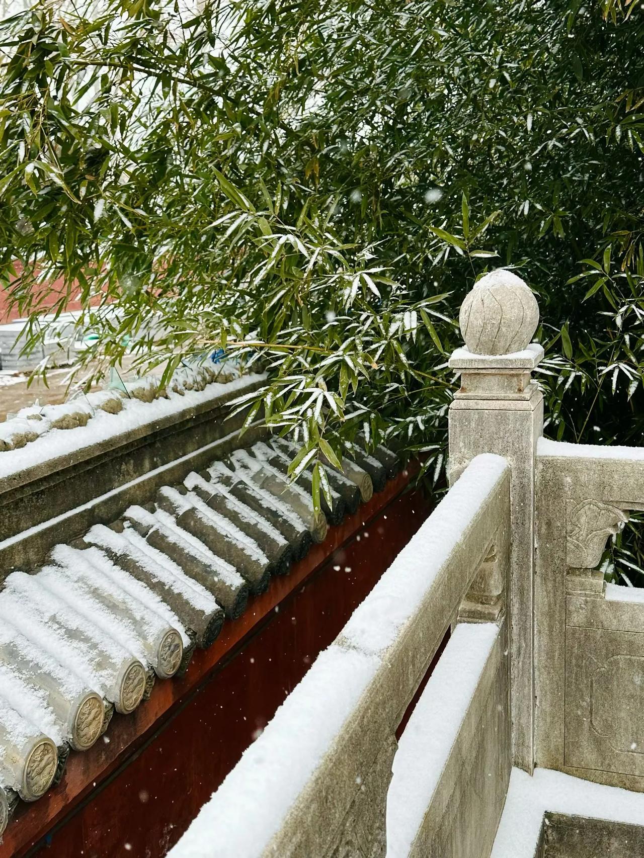 洛阳下雪了。这一路的雪景洛阳雪景雪下洛阳洛阳暴雪河南洛阳下雨
