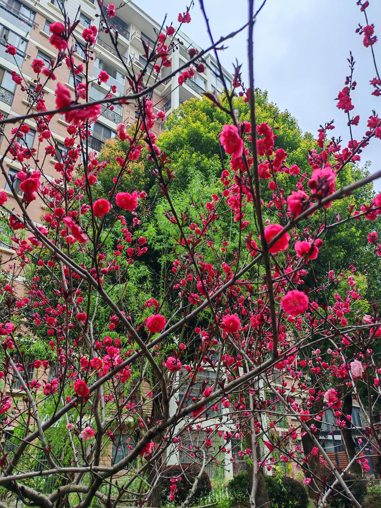 这是一株盛开的红梅，从花朵的颜色和形态来看，极有可能是紫叶碧桃。以下是具体的