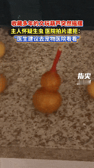 笑不活了！近日，辽宁沈阳，一男子发现自己珍藏多年的文玩葫芦突然左右摇摆动了起来，