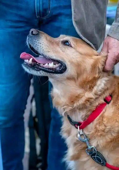 北京毒狗案判决引争议！未伤一人却获刑4年网友：处罚是不是放大了？北京毒狗案