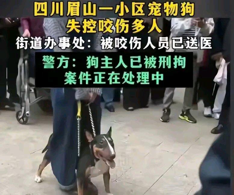 前几天刷到那个烈犬撕咬女童的后续，看完气得手都抖。之前不少人碰到恶犬伤人，最后