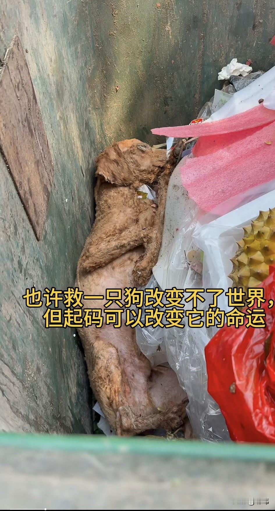 太可怜了！这天一位小姐姐去丢垃圾，当她来到小区附近的垃圾桶的时候，看到了非常凄惨