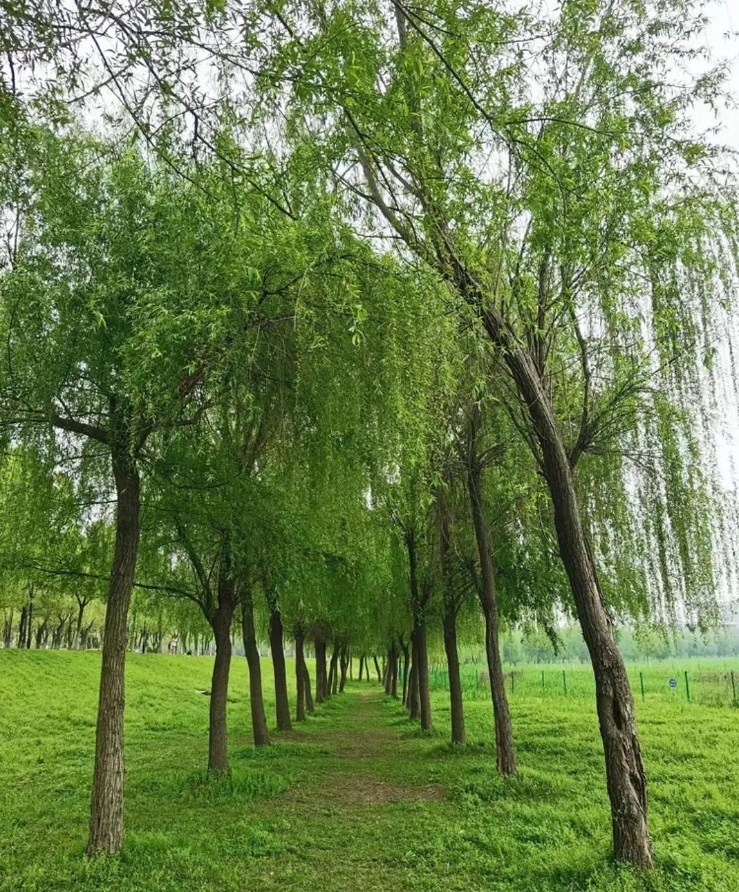 美国冷笑话，杰克有一片林场，年轻时亲自种上了一批柳树，经过二十多年的管理，柳树终