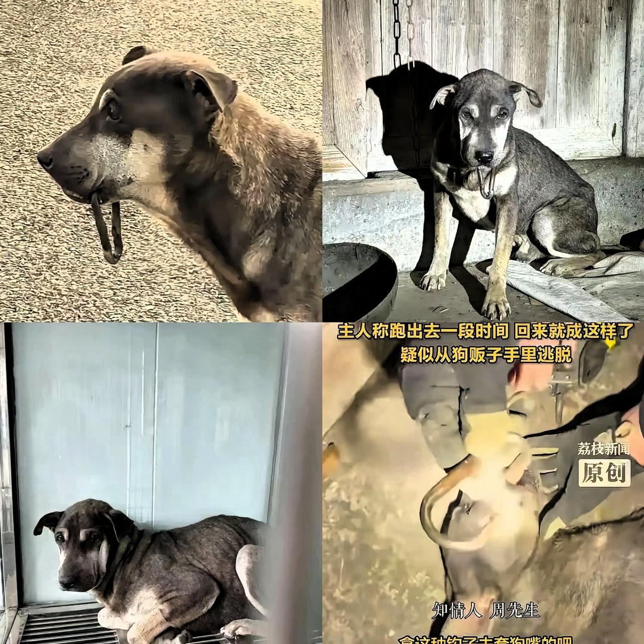 浙江快递员送货路上看到一只狗下巴挂着锈铁钩，狗主人说狗半年前走丢，回家就带这玩意