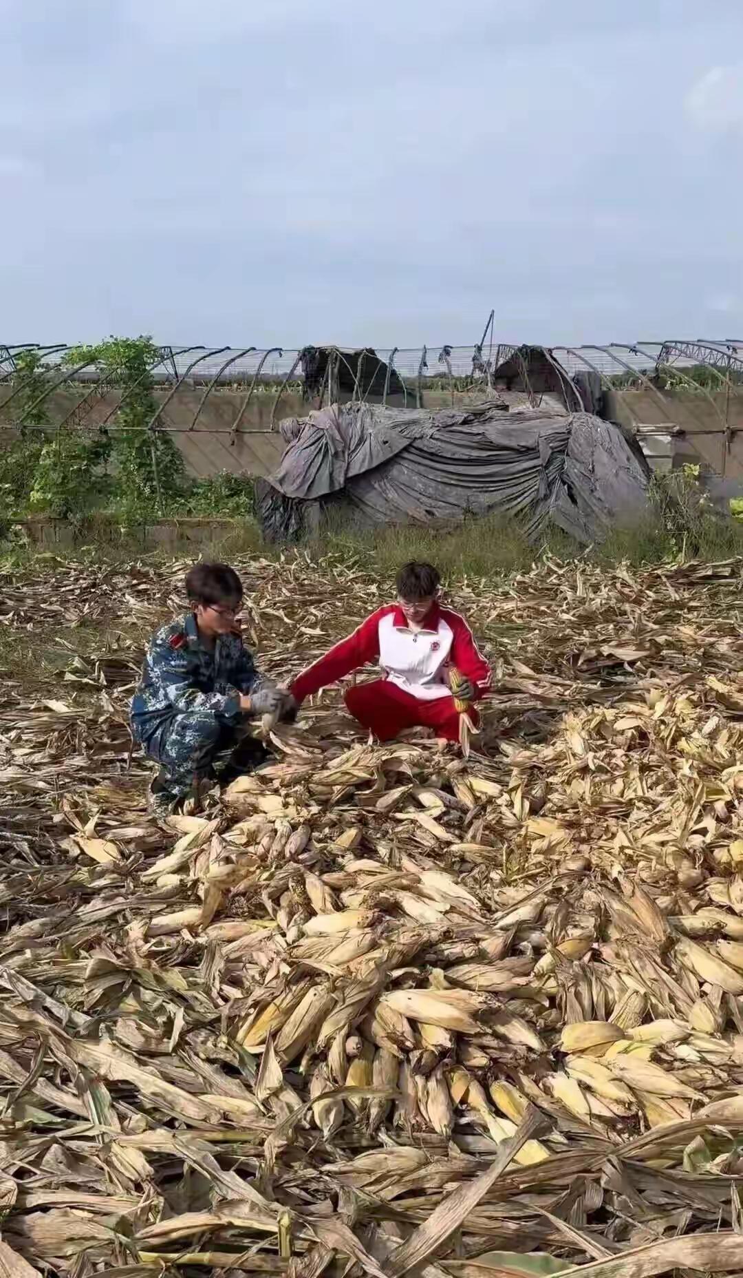 国庆中秋假期，青岛农大2025级新生孟成未出游，在山东潍坊老家帮父母掰了7天半玉