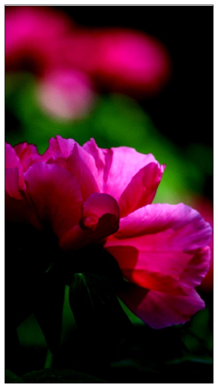 牡丹花开花香节