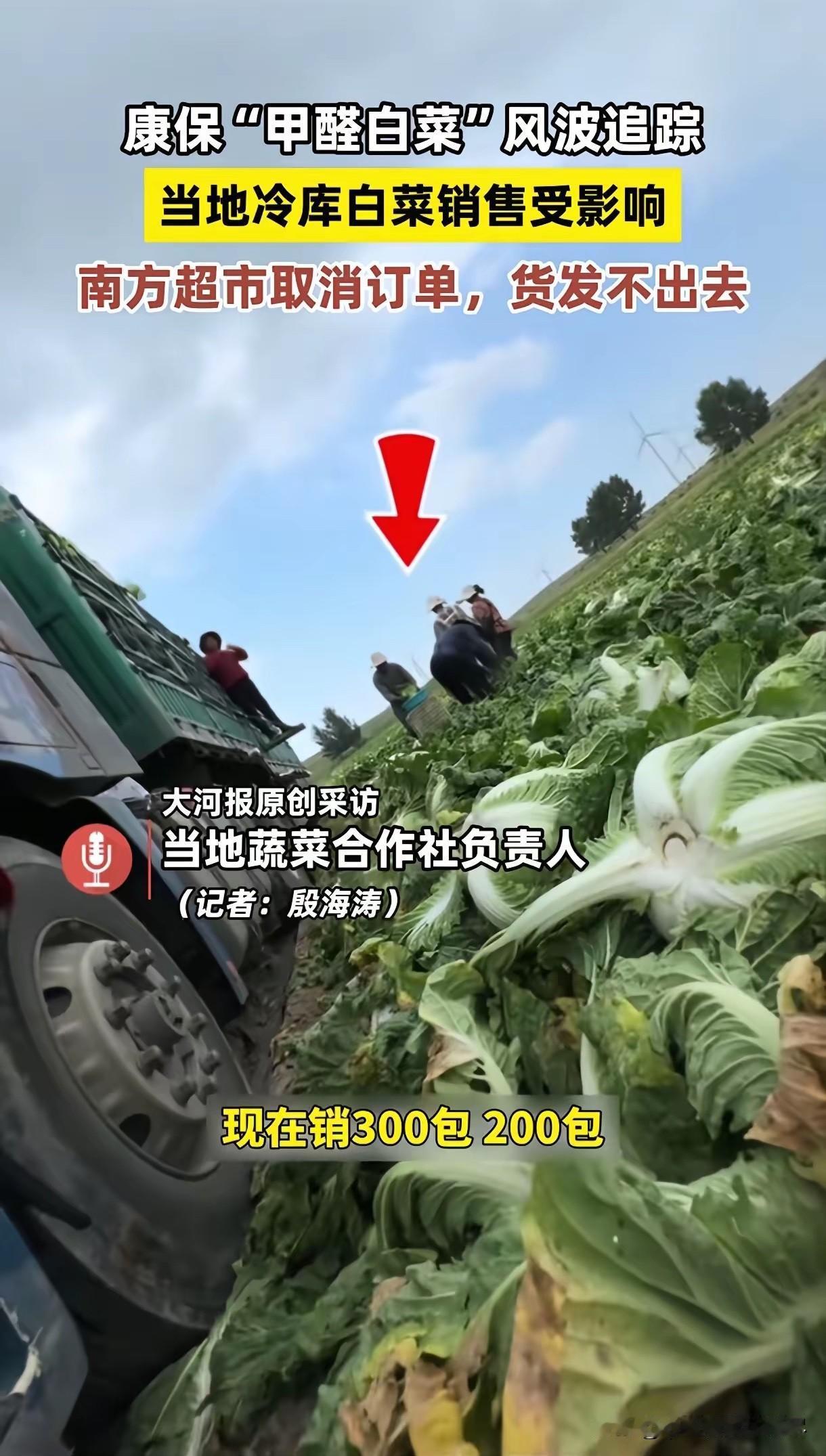 我有一种强烈的预感，可能今年张家口的白菜种植户们明年再也不会种白菜了！随着甲醛白