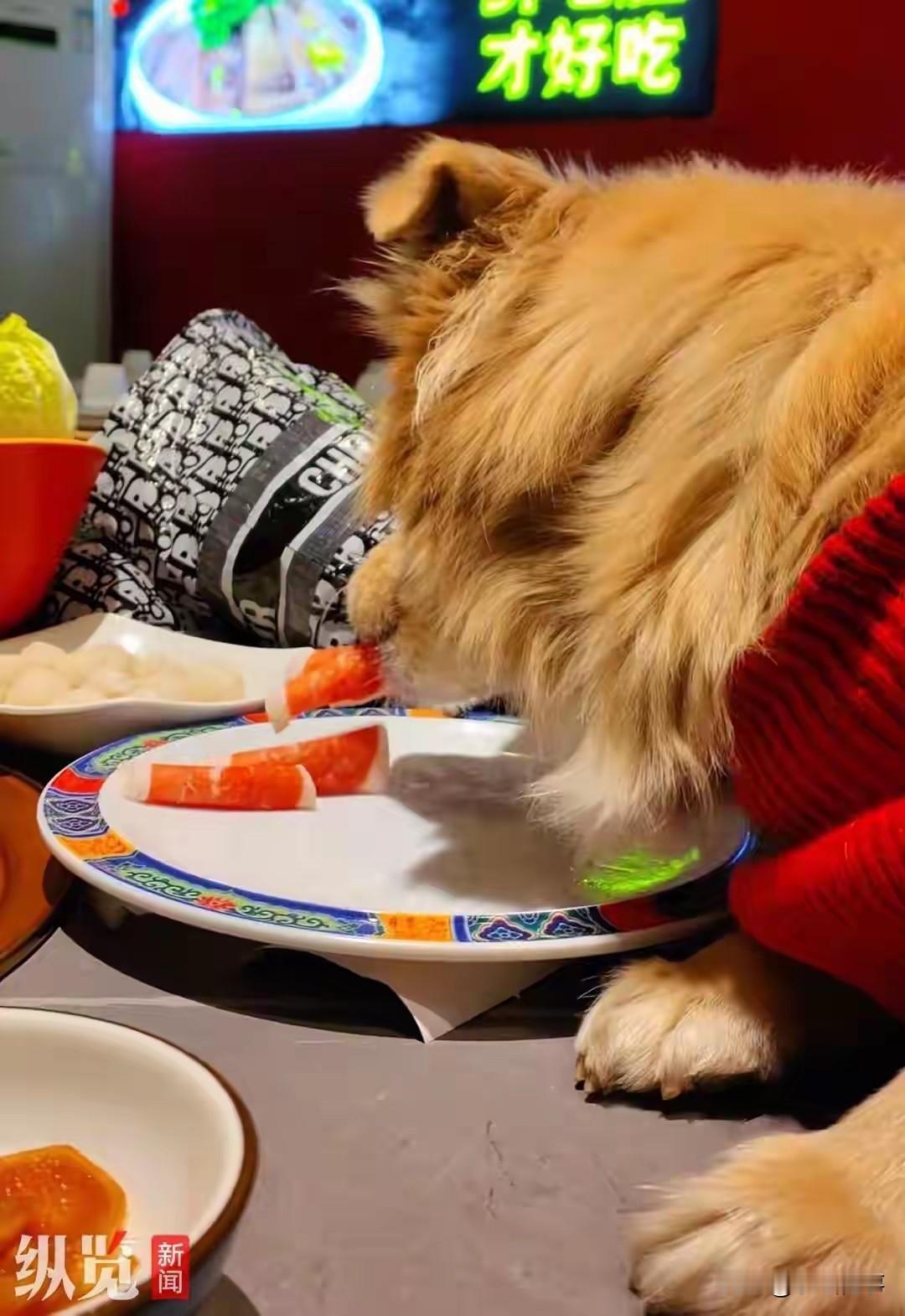 12月18日，一段宠物狗在北京某餐厅内爬上餐桌，直接食用餐盘中生肉卷的视频在网上