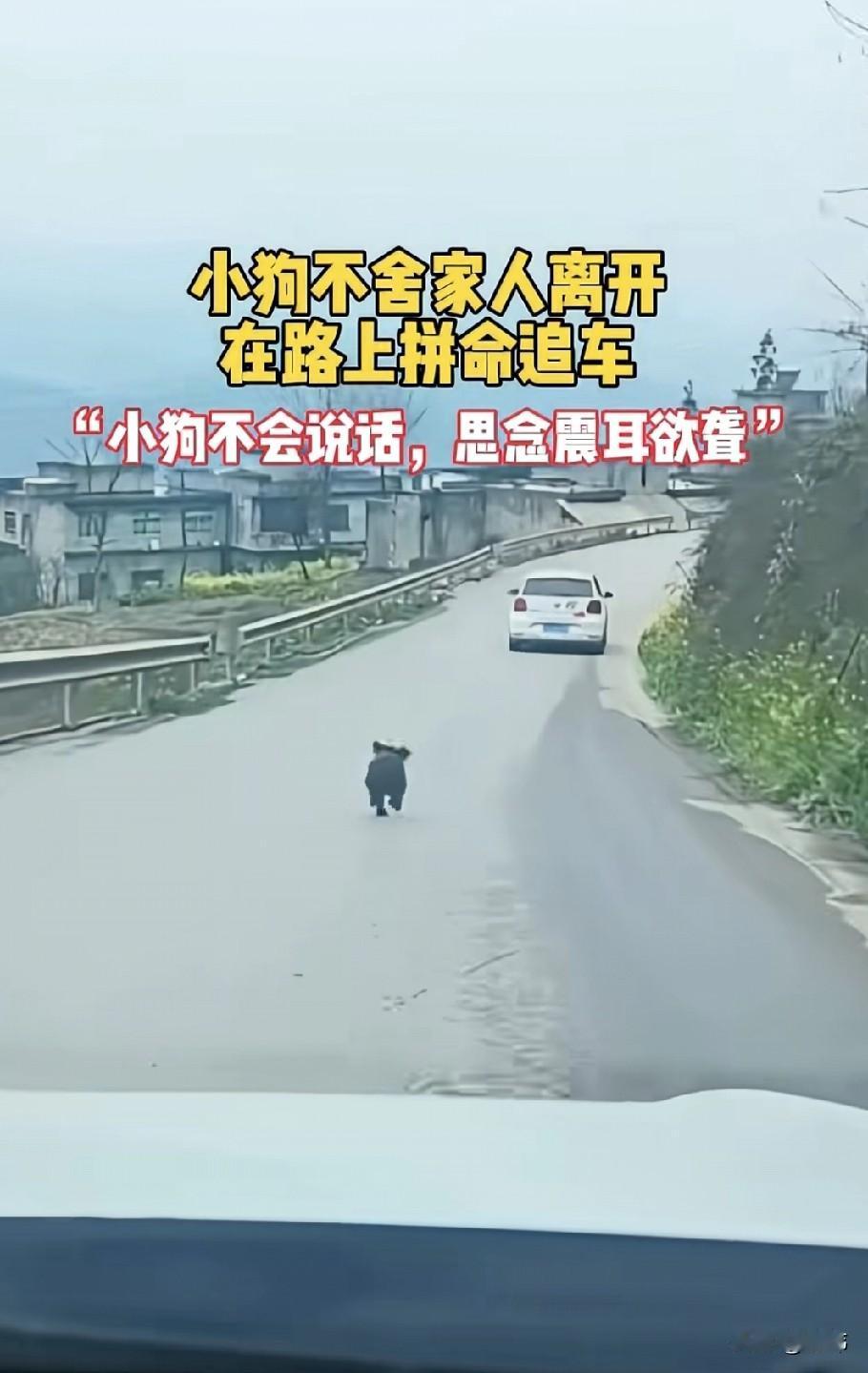 太可怜了！这天一位小姐姐开车回老家过年，当她行驶到村里的小路上的时候，看到了令人