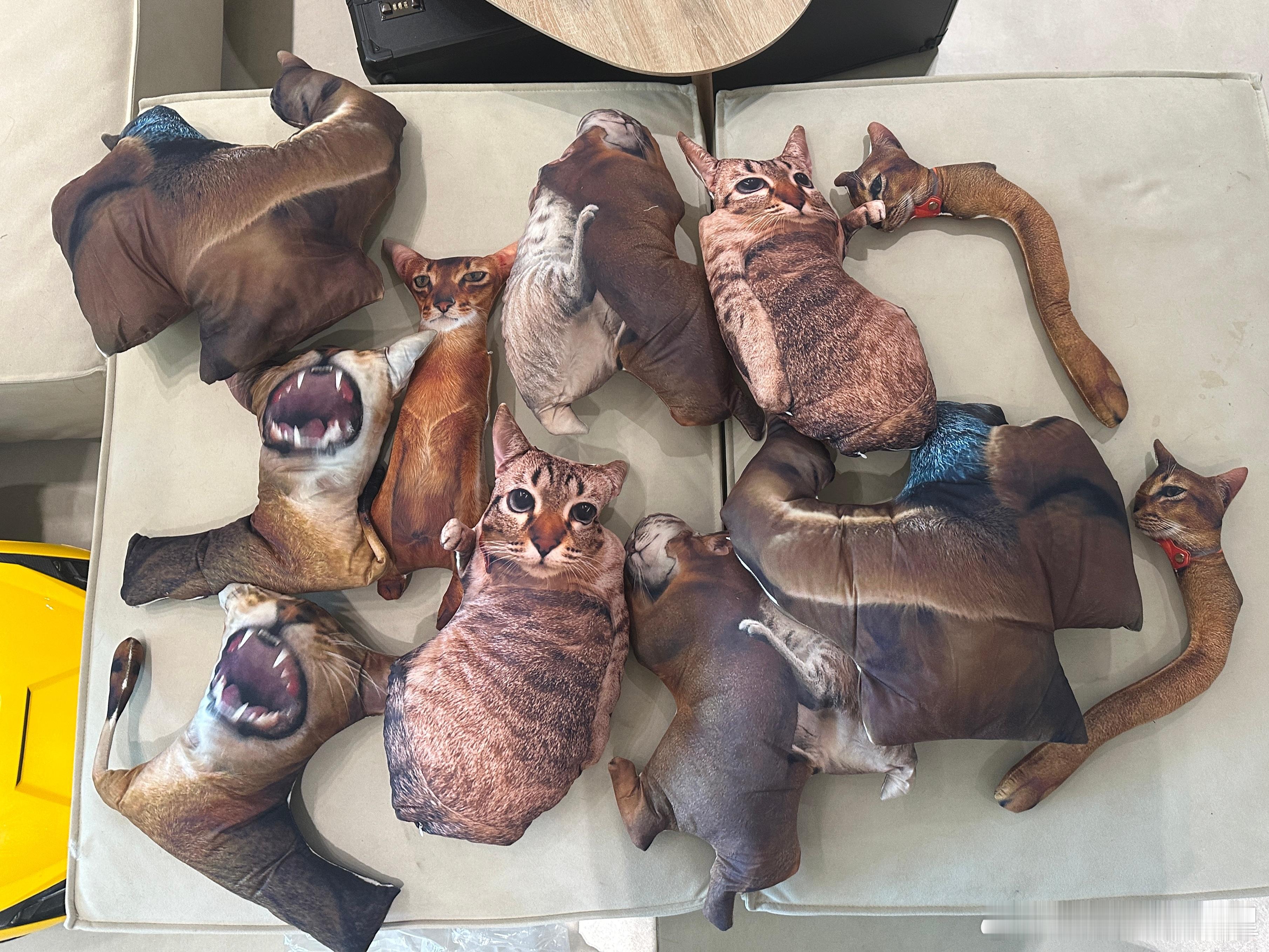 又整了很多猫猫抱枕，小伙伴每人认领了一只，这个猫条太抽象了哈哈哈哈，谁能想到原图