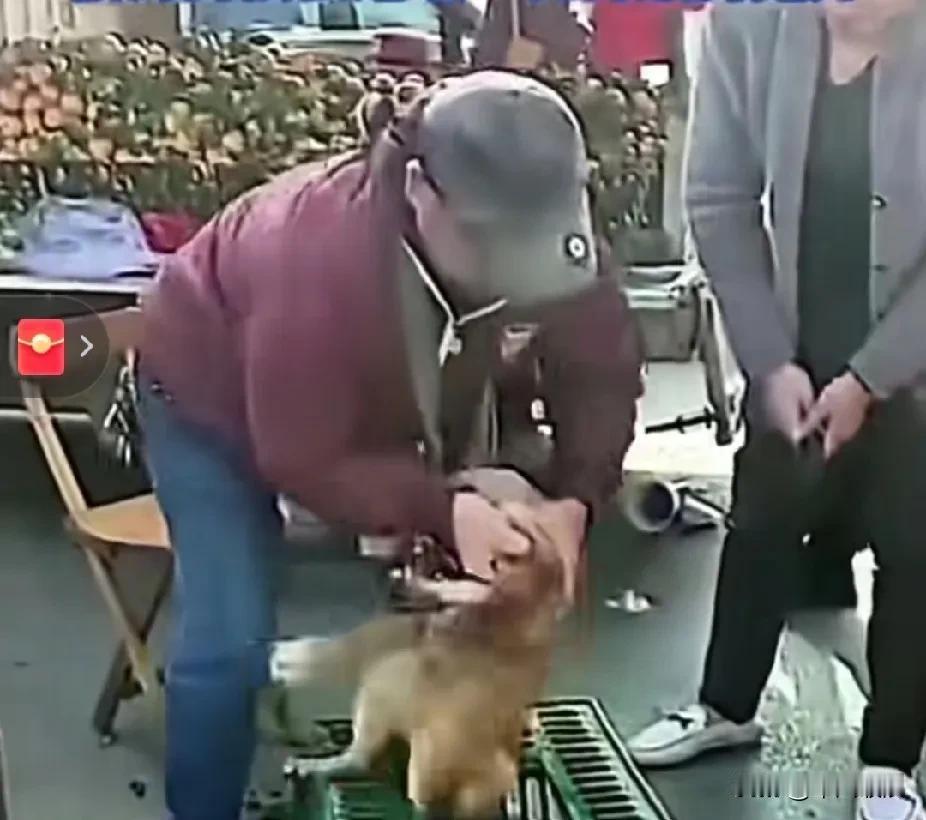 狗贩子逮住一条狗，打算把它装进笼子。狗狗心里清楚一旦进去就没法出来了，于是拼命反
