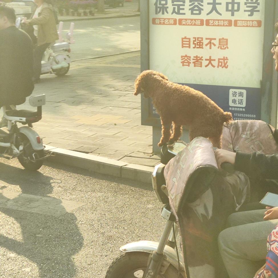 三轮车上有一只幸福的小狗，拍下来给孩子看今天接孩子放学，坐在公交车上望着窗