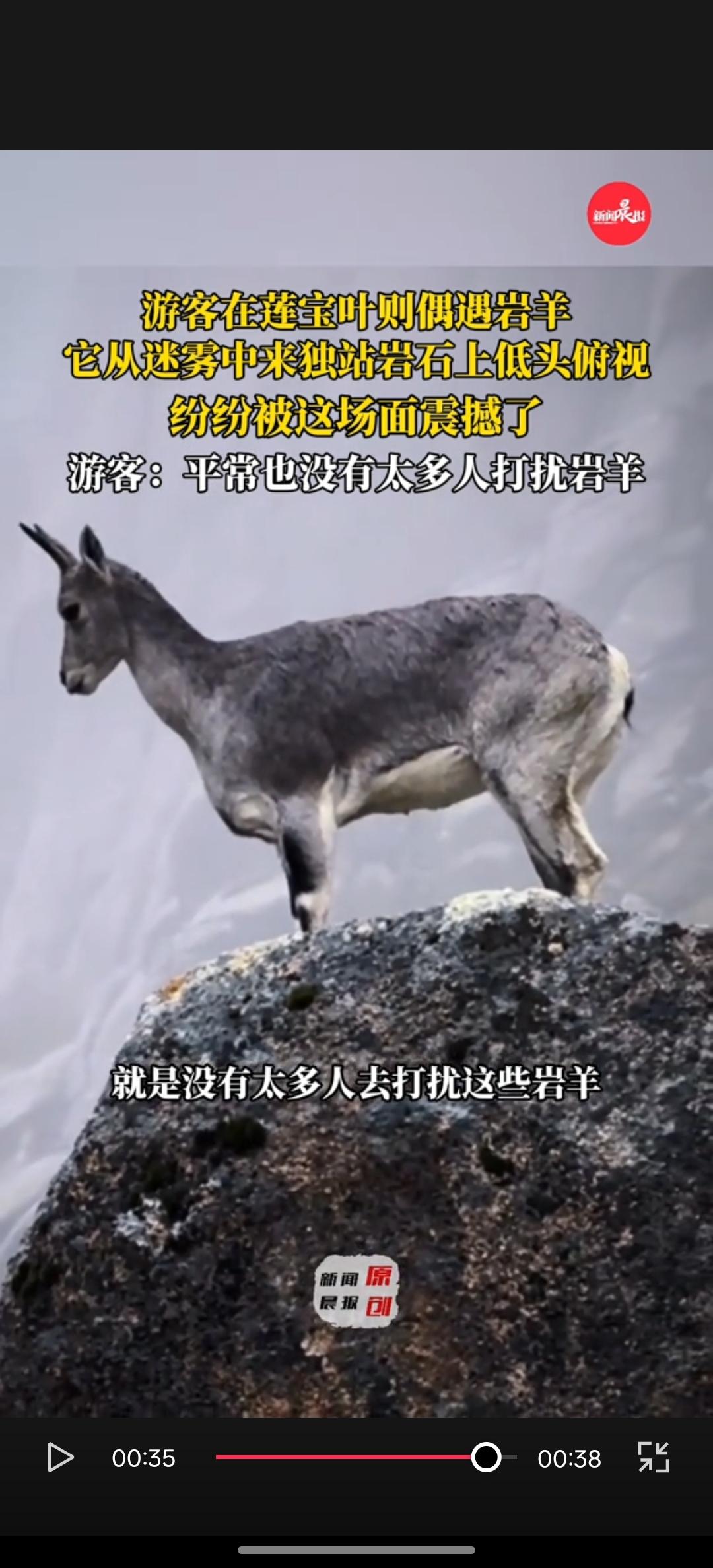 彻底解释不清了！​连新华社都忍不住转发了。四川，网友在莲宝叶则的山路徒步时