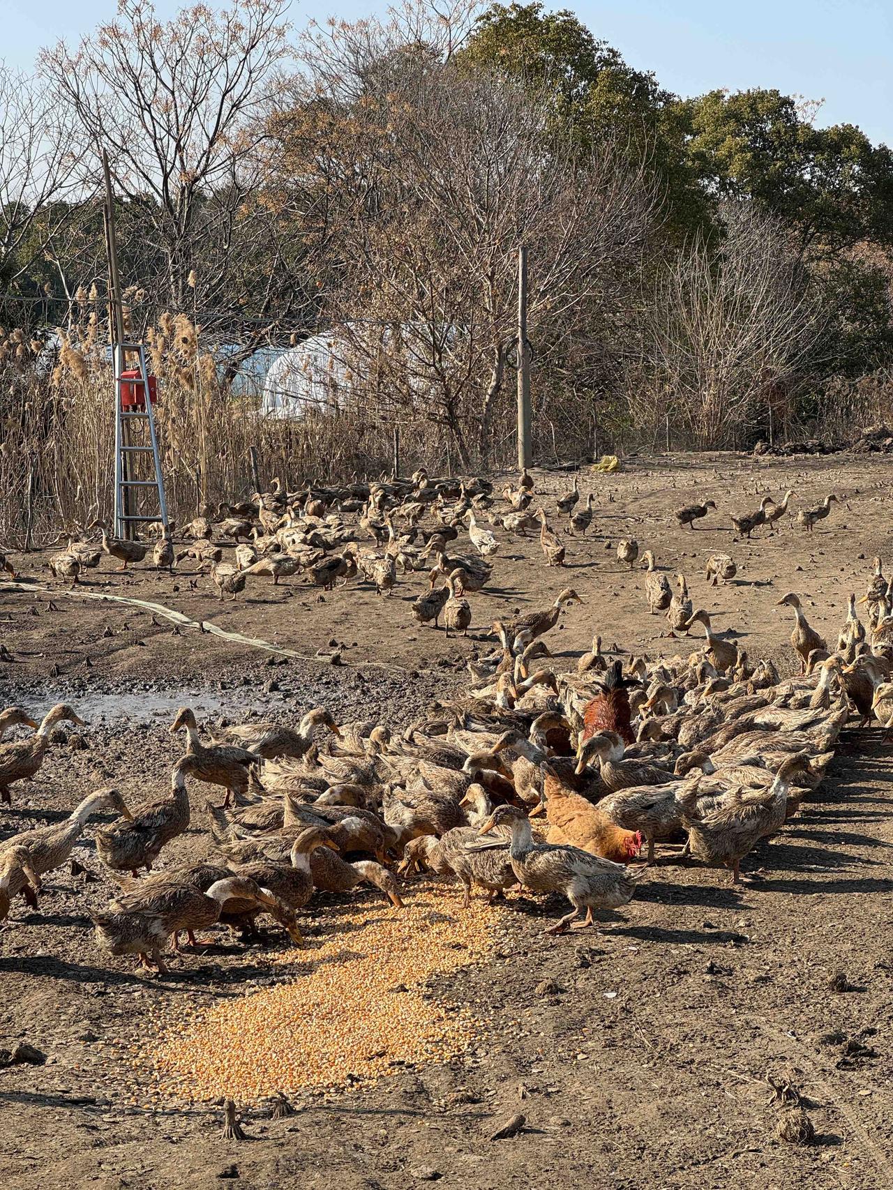 发一张你相册最绿的图片田园风光好，散养鸡鸭鲜，自然好味看得见。