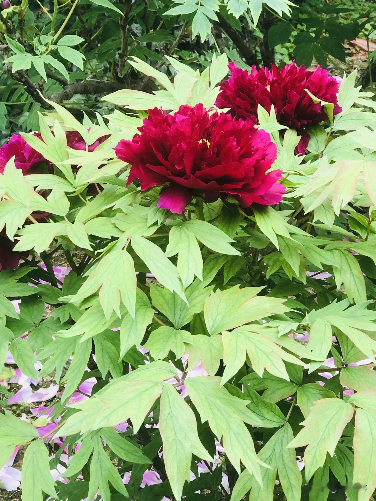 手机上谁有牡丹花图片牡丹不愧是花中之王，往那儿一站，整个园子的气场都被它拿捏得死