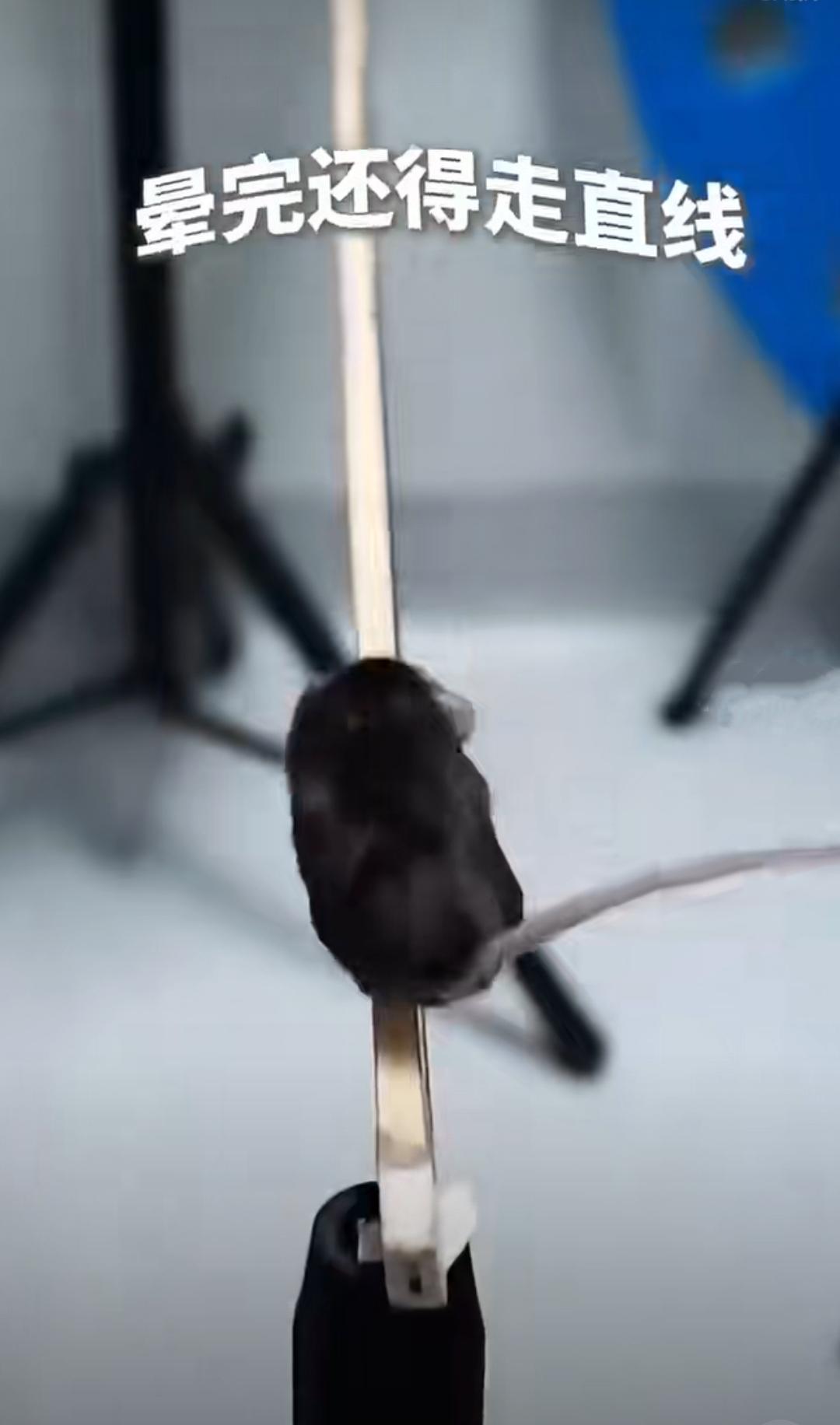 鼠鼠上太空，这波操作戳中了谁的心？“鼠鼠我啊，真的要上天了！”当神舟二十一号