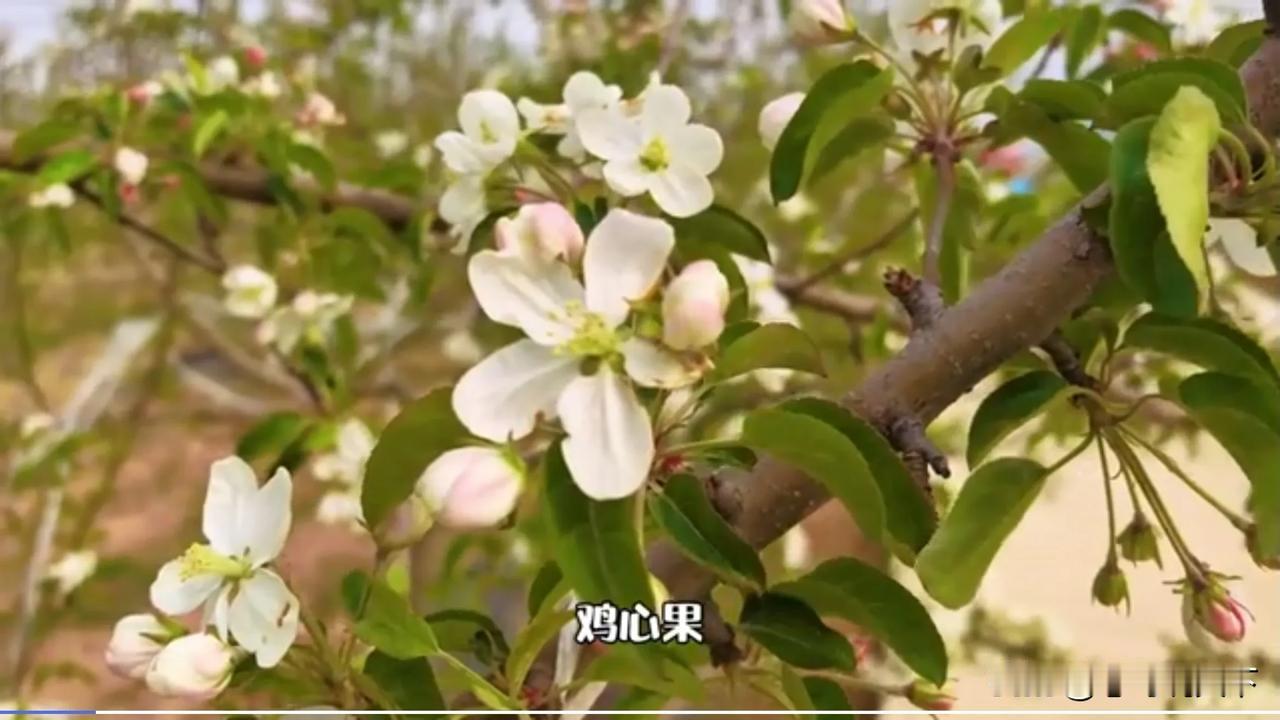【苹果花节，邂逅沈阳新农村的浪漫】四月末，沈阳新农村镇在苹果花的簇拥下苏醒，“花