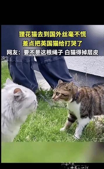 一只狸花猫被主人带到英国，第二天出门遛弯，就碰上了邻居家的白猫。白猫大概是觉得