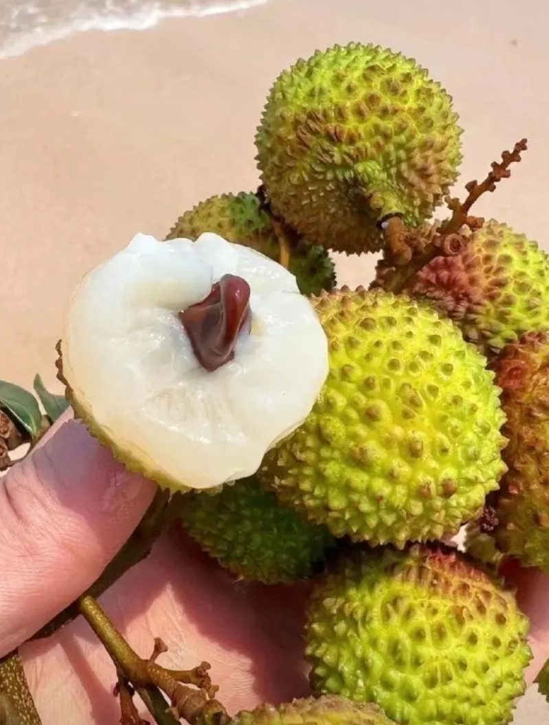 荔枝家族中，糯米糍和桂味最好吃，不接受反驳！至于什么妃子笑，白糖罂，那都是入