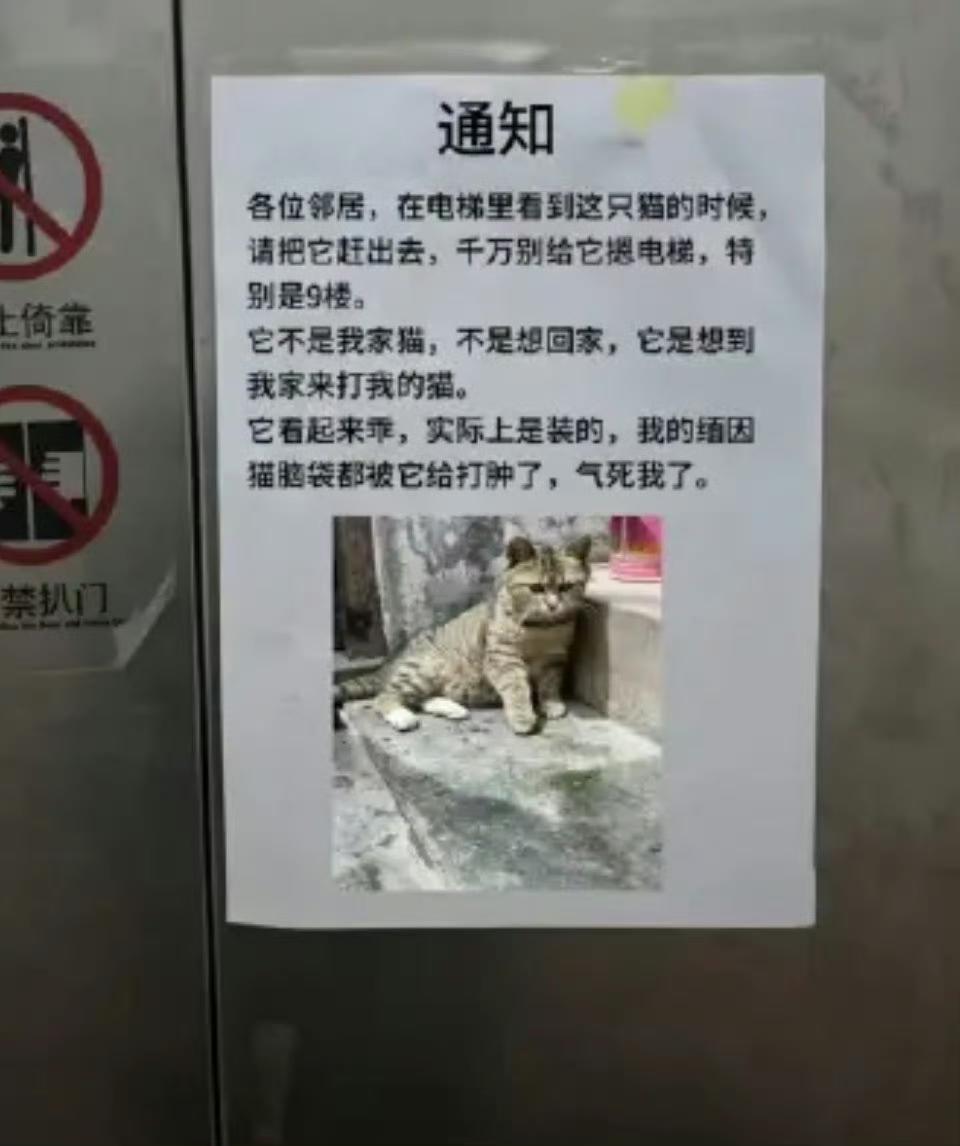 各位邻居，千万别给这只狸花猫按9楼。​​​看来还是惯犯了。