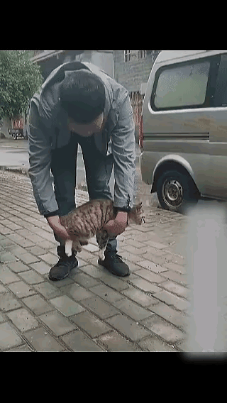 猫落地必然四脚朝地这是什么原理铲屎官大概是闲出屁了非要验证“猫落地必四脚