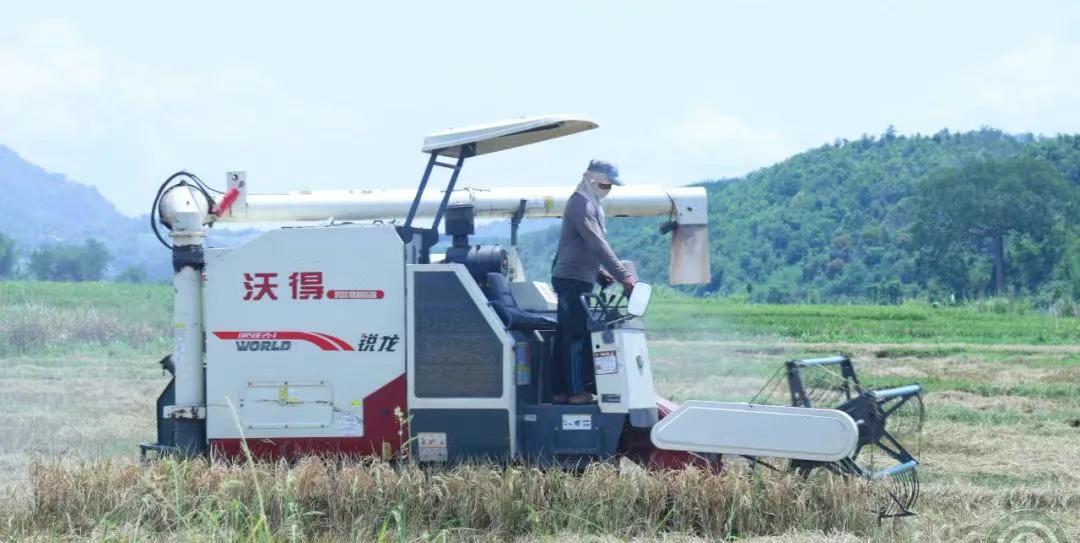 怪不得果敢同盟军不愿意放弃木邦县，原来是这一块区域，都是生产双季稻，就是一年可以