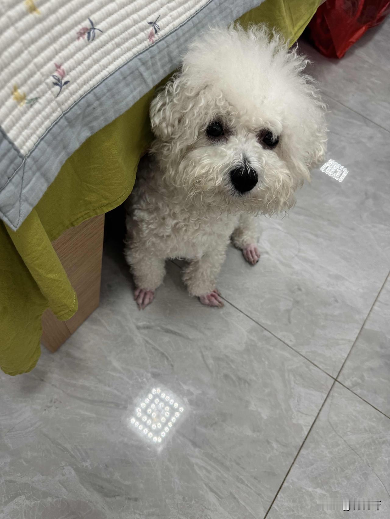 小比熊散步不好好走路，把脚磨破了。你家小比熊也这样吗，每天快快乐乐出去散步，可是