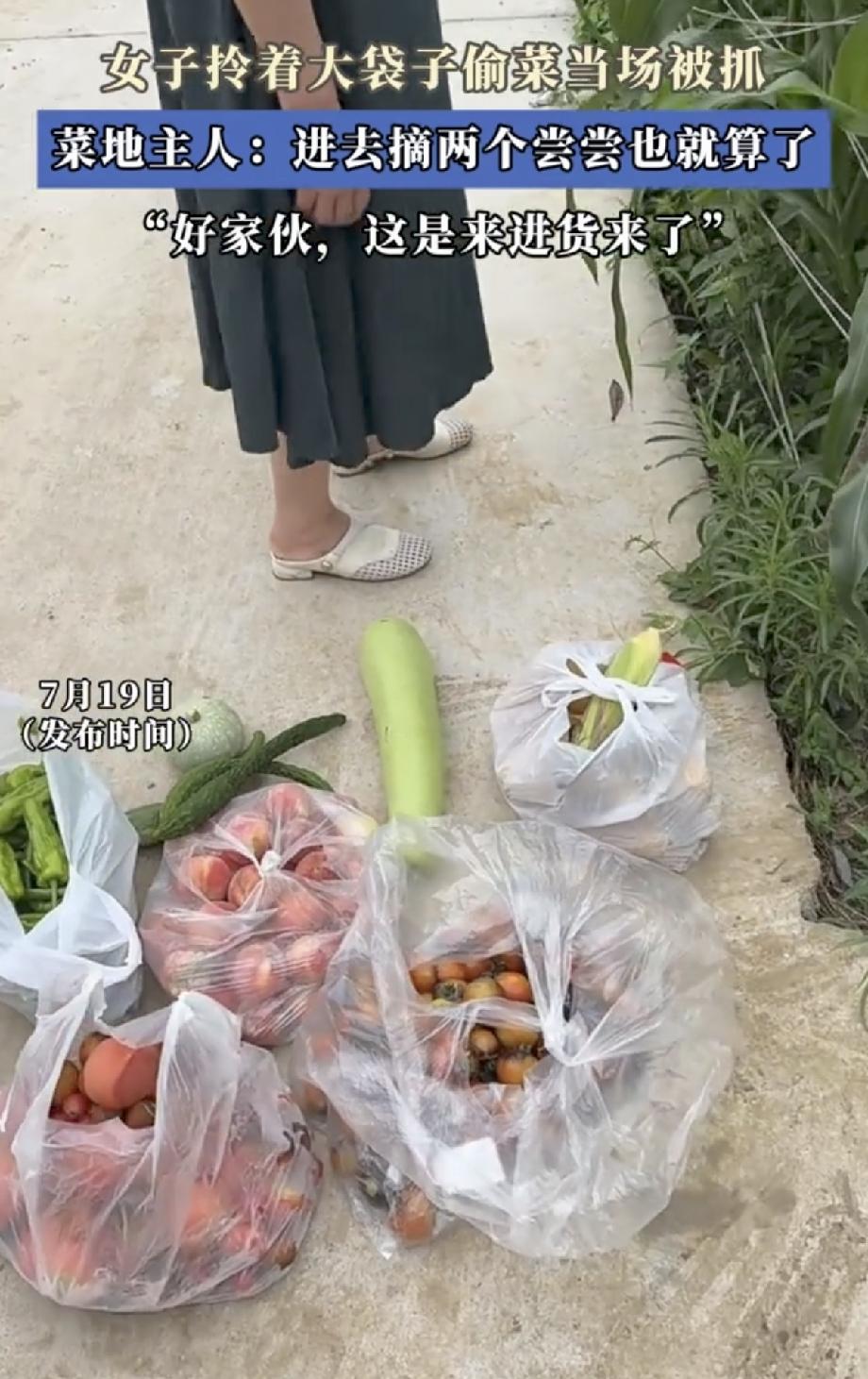 女子拿着好几个塑料袋，悄悄跑到别人地里薅菜，结果被种菜大哥抓了现行。大哥看着被薅
