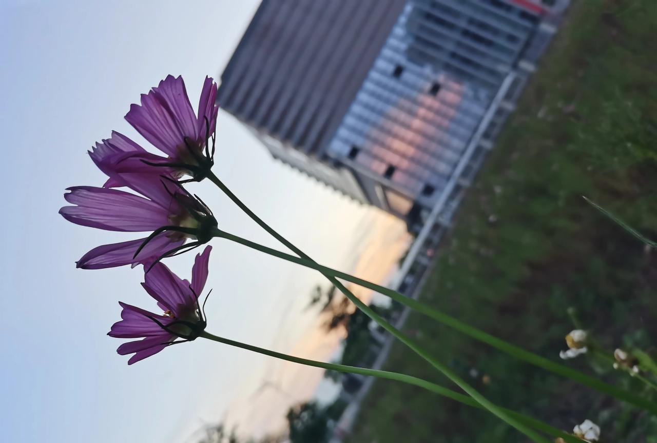 同学在高中时暗恋一个男生，一日不见如隔三秋，见着面了心里又紧张，严重的影响她的学