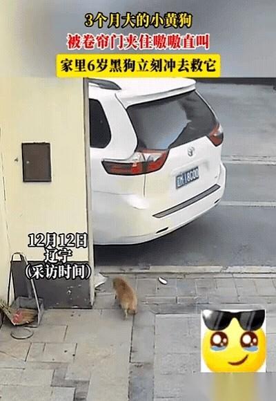 要不是翻监控，我真以为是我老公第一个冲过去救的。结果……是它。我们家那条6岁