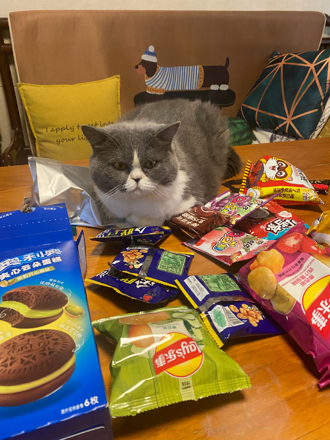留守儿童3，喂食猫​