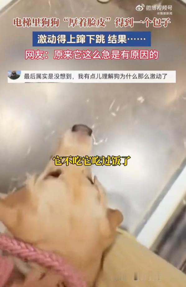 “太搞笑了！”9月17日报道，重庆，一女子带狗狗坐电梯，有个小姐姐提着包子进来，