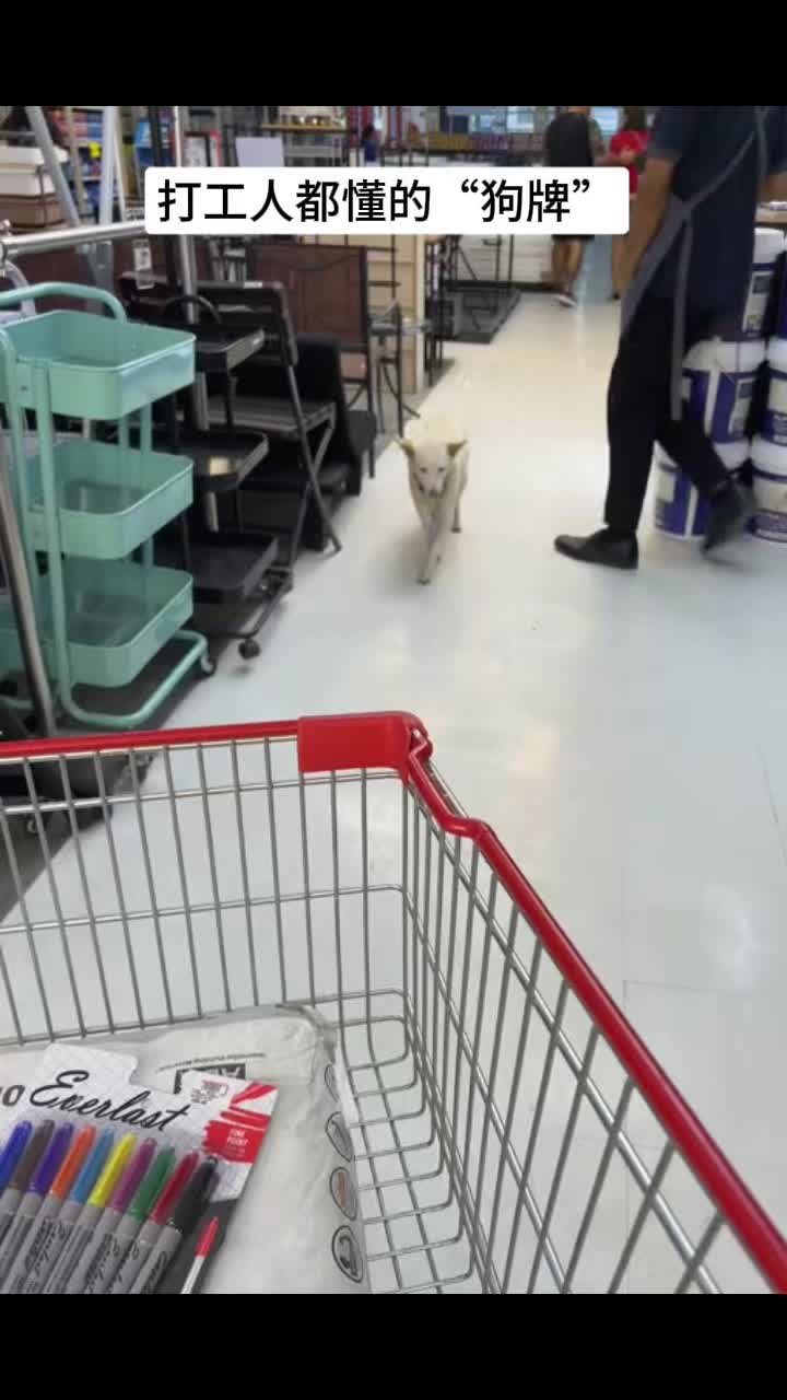 🐶都带上工牌了