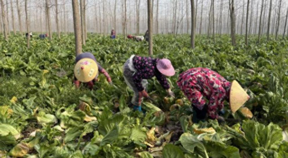 小芥菜做成大产业！石首这个村靠600亩菜地，让村民家门口增收人勤春来早，田