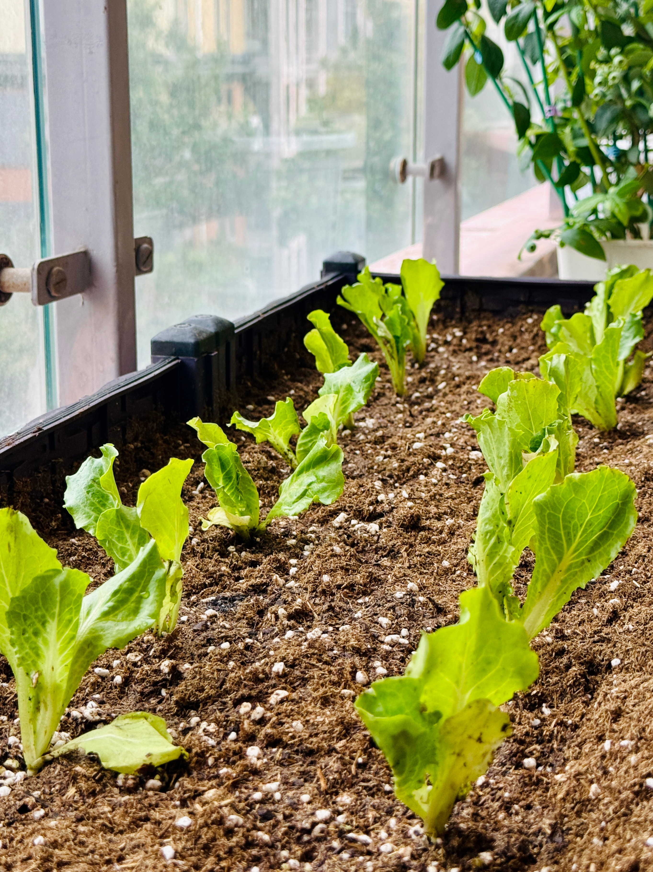 阳台种菜每天最大的乐趣就是去阳台给它们浇水施肥～种了小米辣、线椒、香菜、圣女