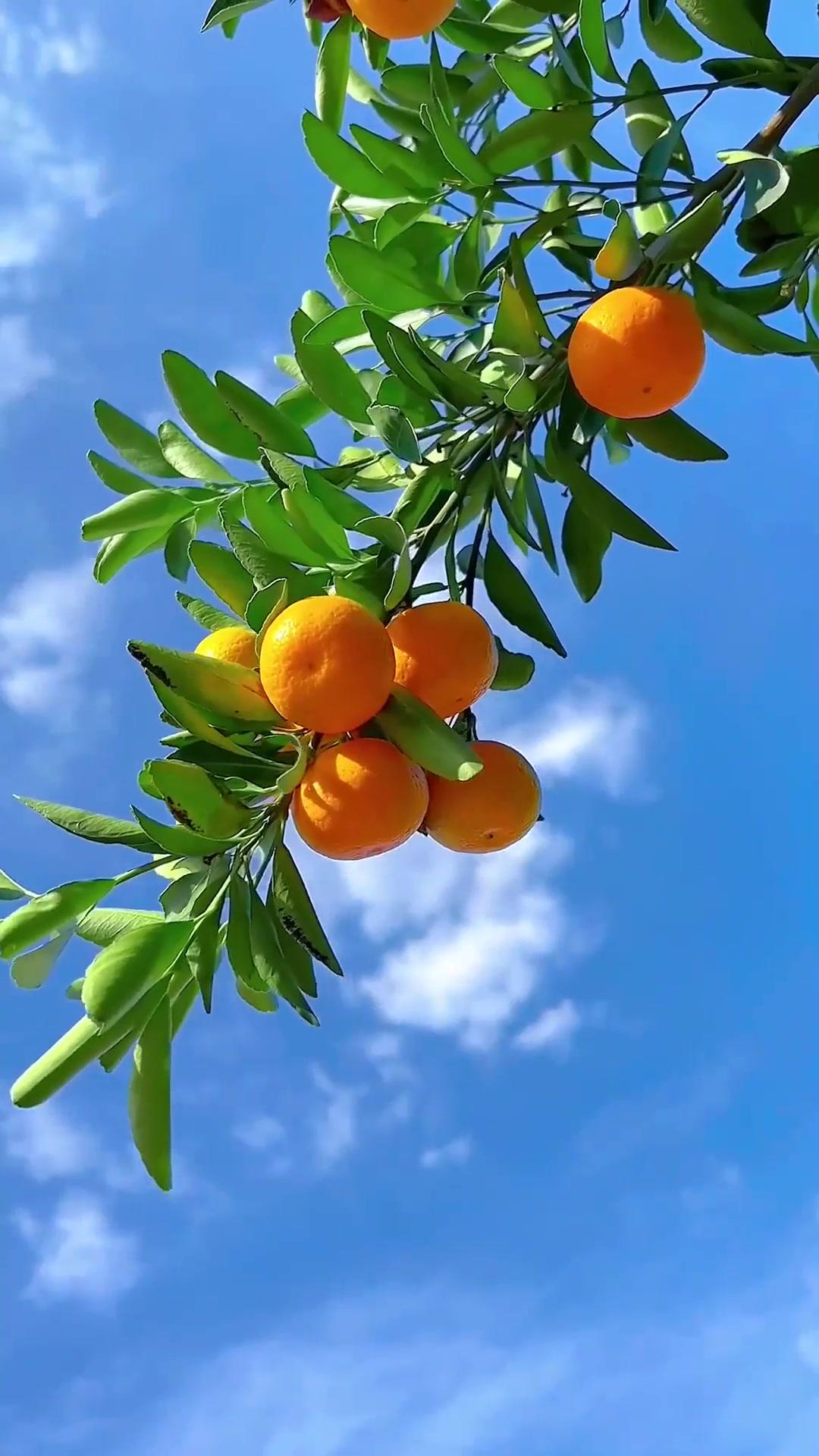 这类水果能激活“长寿基因”。春华秋实，秋天是丰收的季节。果园里果实缀满枝头。各